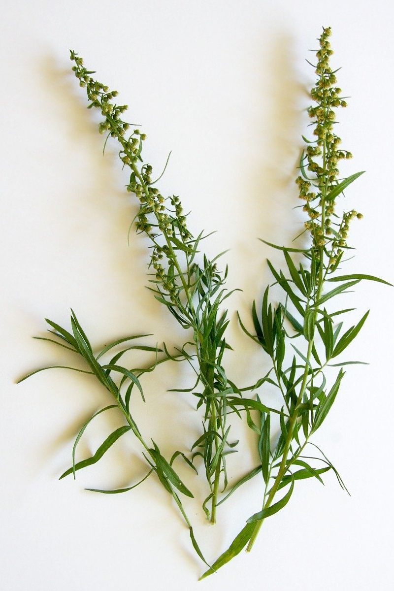 A bunch of tarragon.