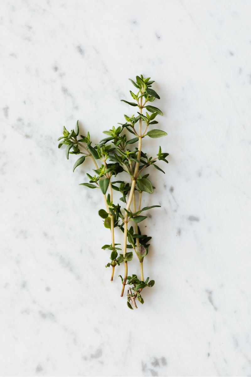 Thyme can be an alternative to dill.