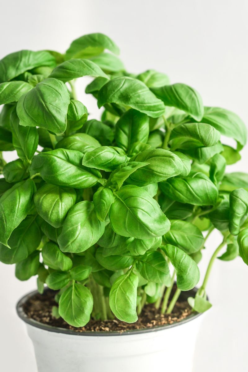 A basil plant in a white container.