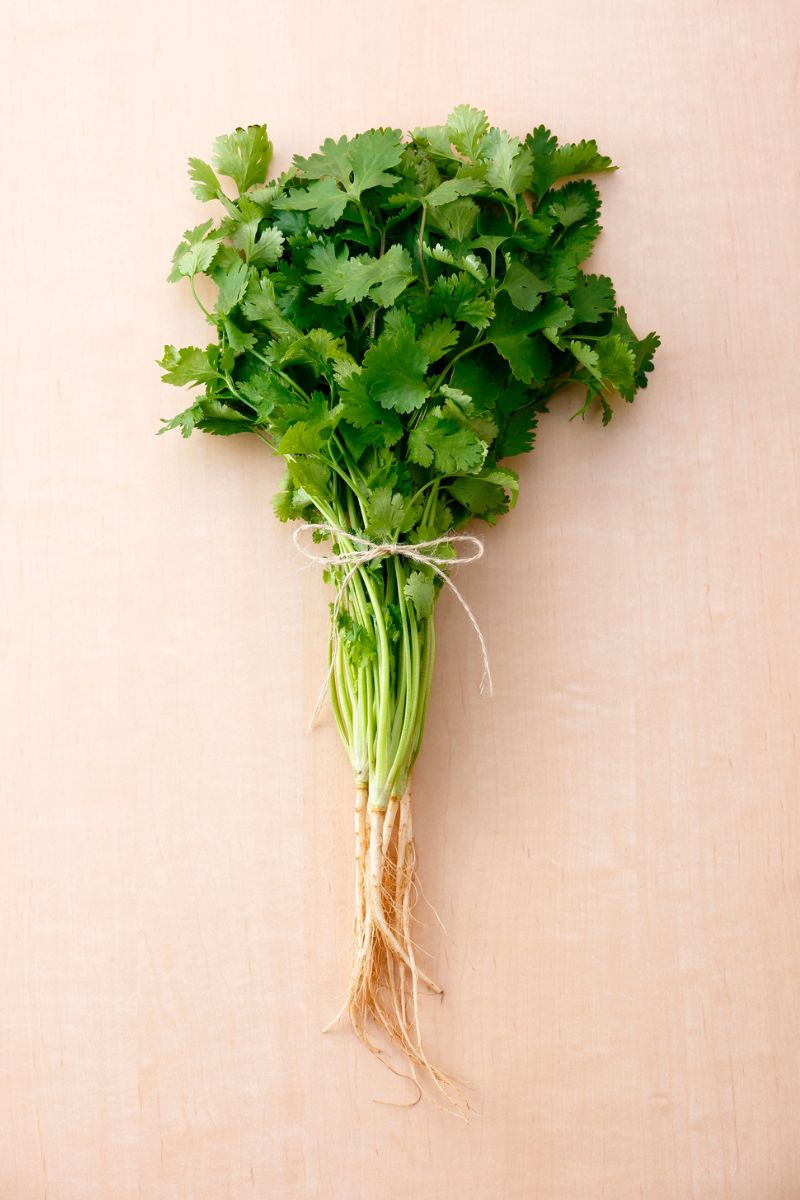 Cilantro.