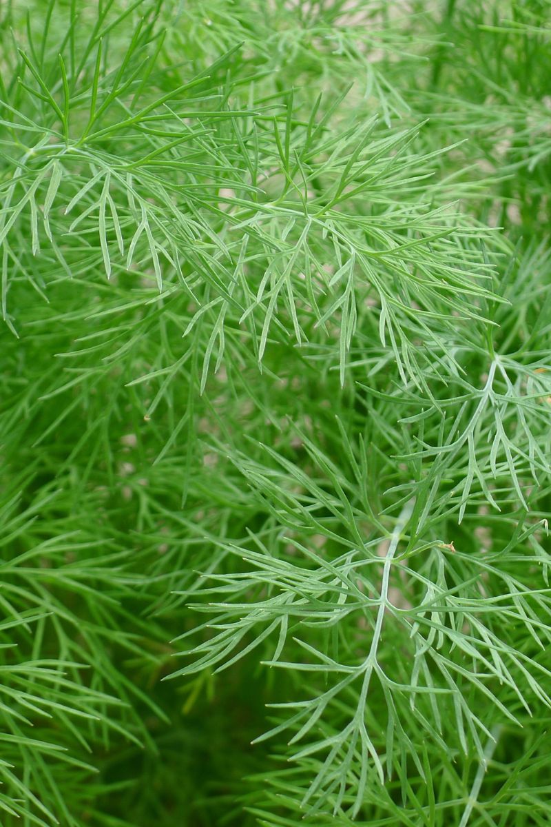 A bunch of fresh dill.