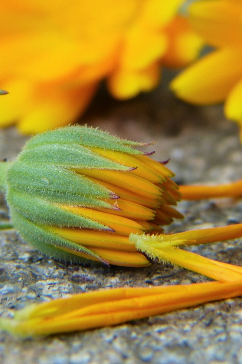 Marigold petals can be used as a saffron substitute.