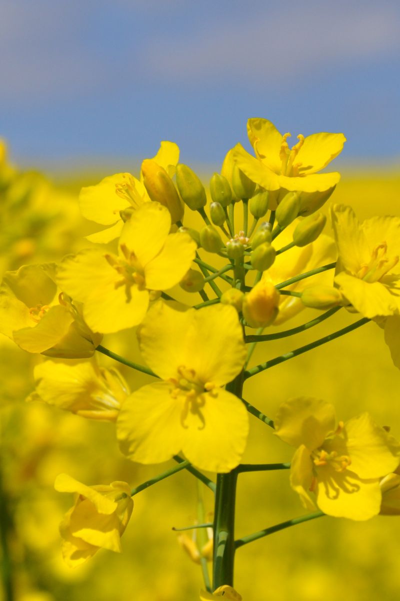 The canola plant which is used to produce canola oil.